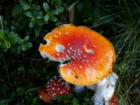 Fliegenpilze im Wald